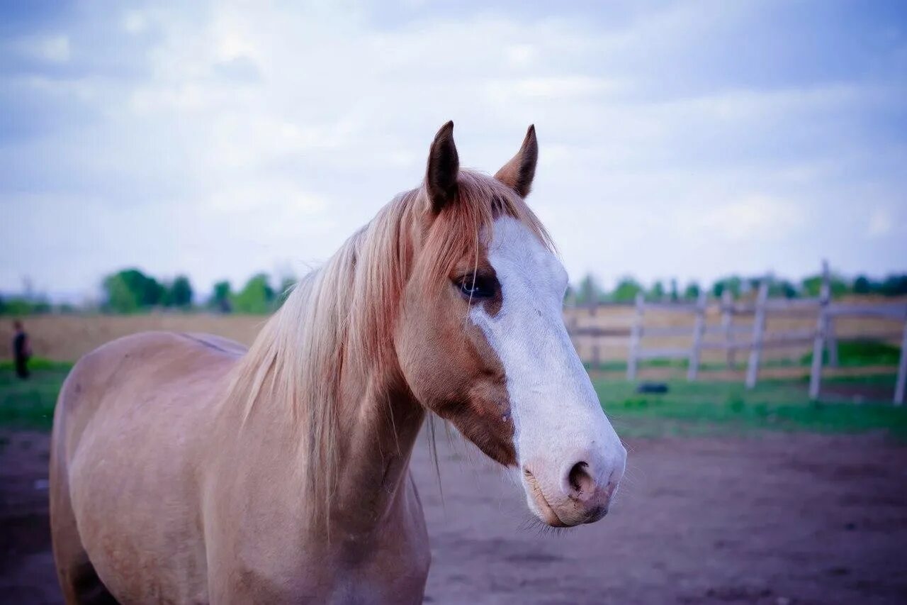 Кони волгоградской области. Дикие лошади в волгоградской области. Белая лошадь волгоград. Племенные лошади. Кск бор.