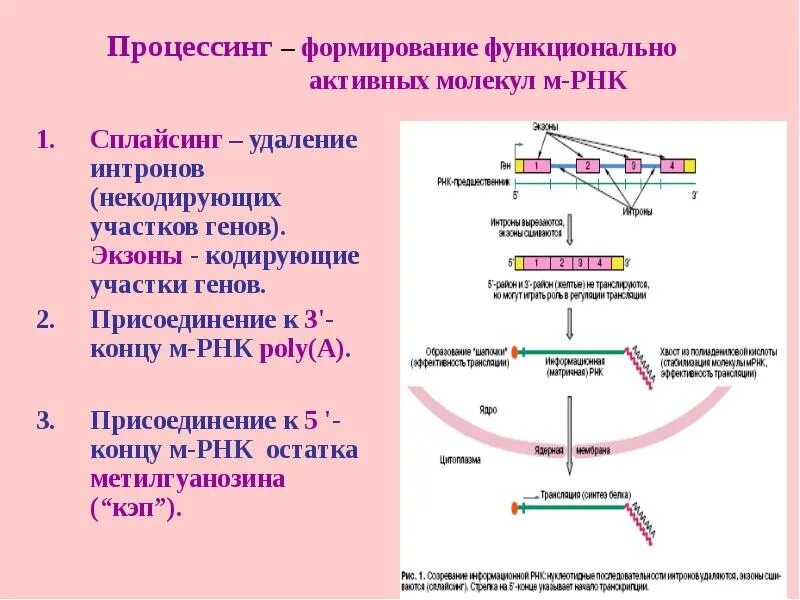 Процессинг РНК биохимия схема. Процессинг матричной РНК. Ферменты процессинга РНК. Процессинг и сплайсинг РНК этапы. Установите последовательность этапов транскрипции присоединение