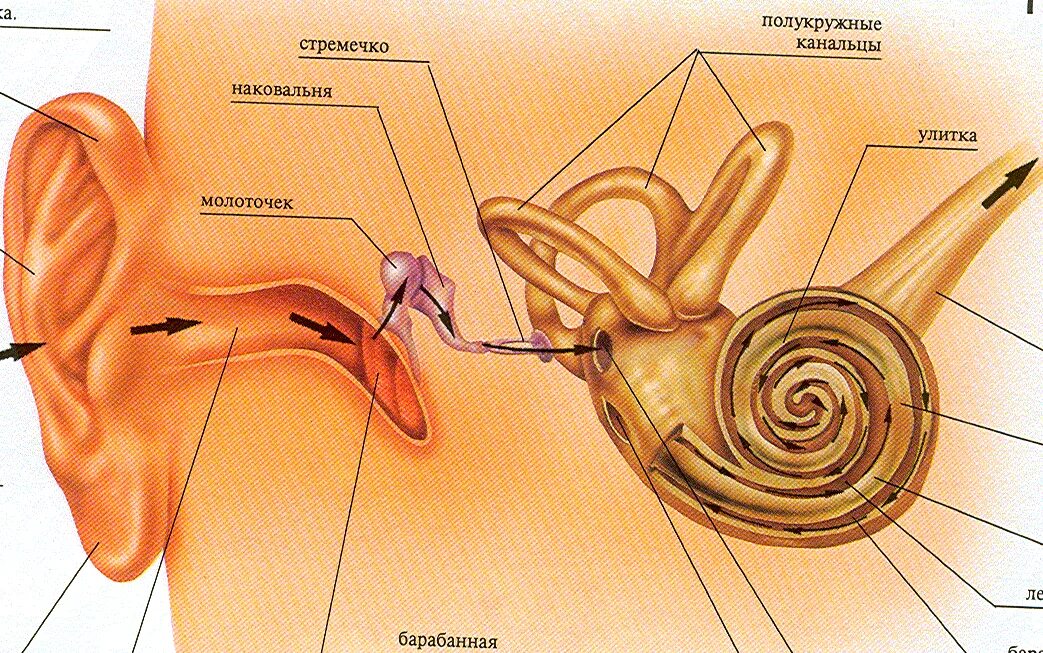 Звук движения головы. Механизм восприятия слуха слуховой анализатор. Строение уха слуховые косточки. Строение слухового анализатора человека. Строение внутреннего уха стремечко.