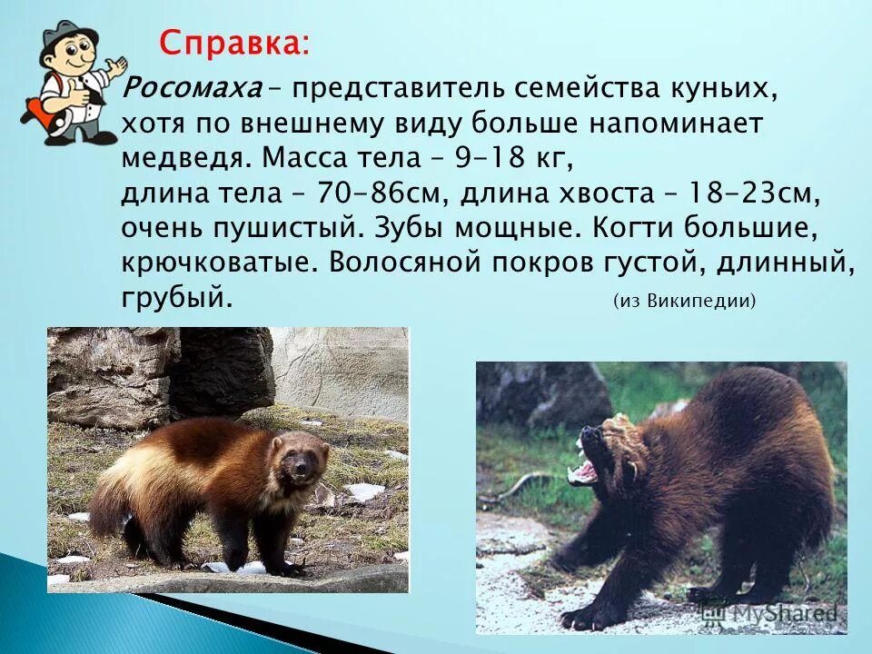 росомаха животное описание. росомаха животное. росомаха краткое описание. росомаха краткое описание. росомаха краткое описание.