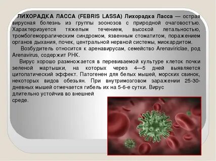 Иммунная лихорадка