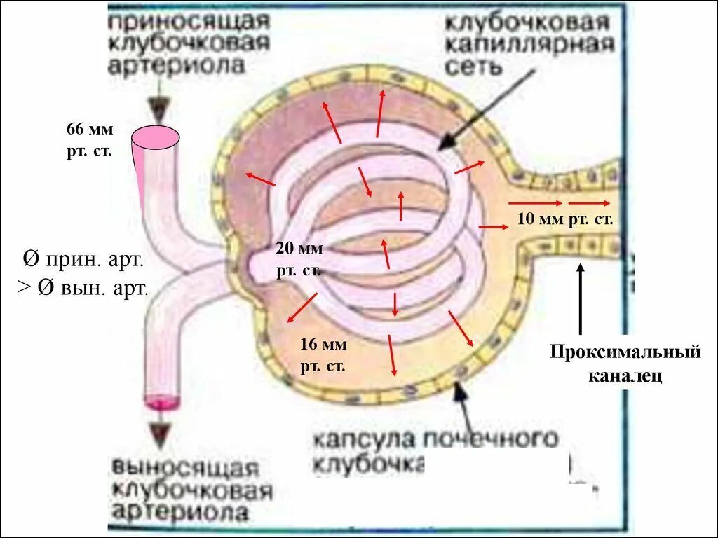 Каково микроскопическое строение почки карточка 122. Строение почечного тельца. Почечное тельце строение. Приносящая клубочковая артериола. Выносящая и приносящая артериола почки.