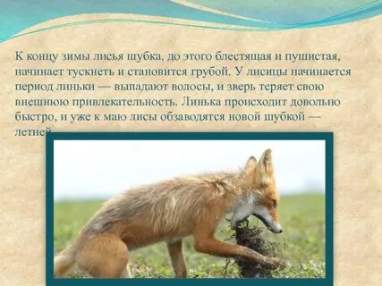 Чем можно объяснить такое широкое распространение лисицы