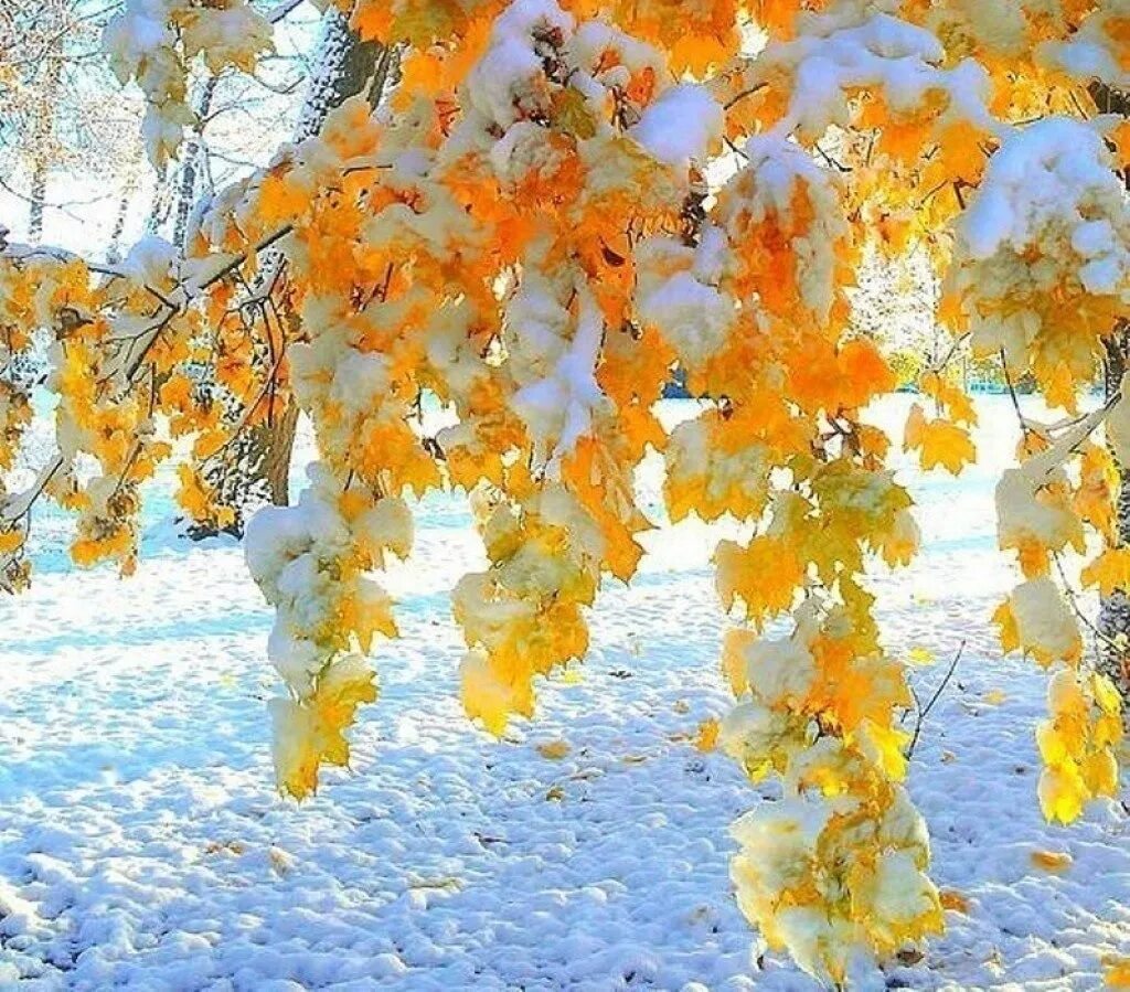Снежный день на русском. Снежная осень. Встреча осени и зимы. Первый снег осенью. Осенние деревья в снегу.