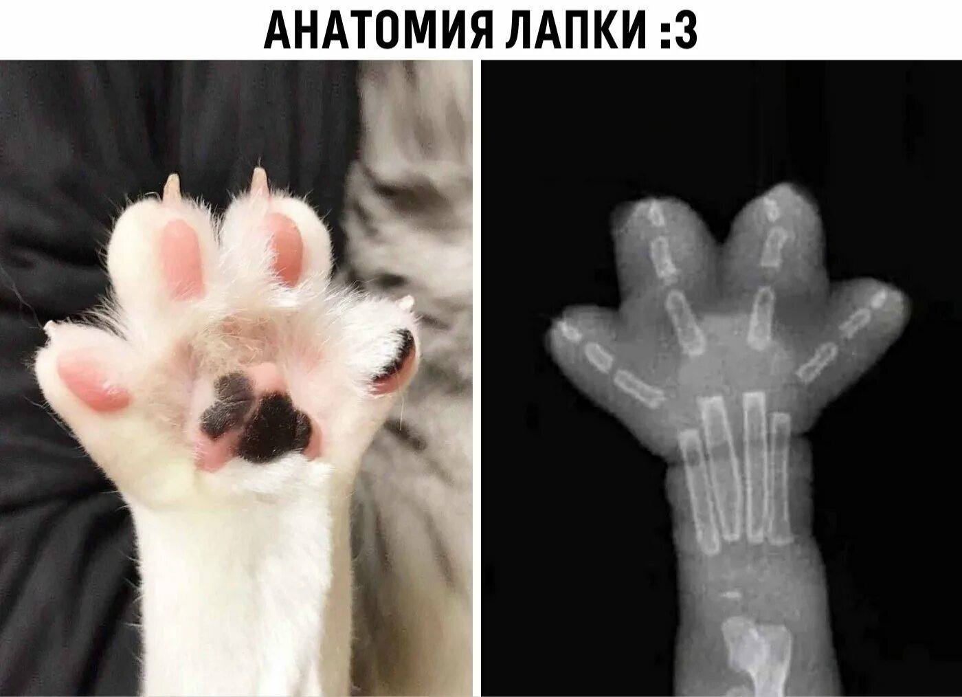 Плохая лапка. Снимок кошачьей лапы рентген.