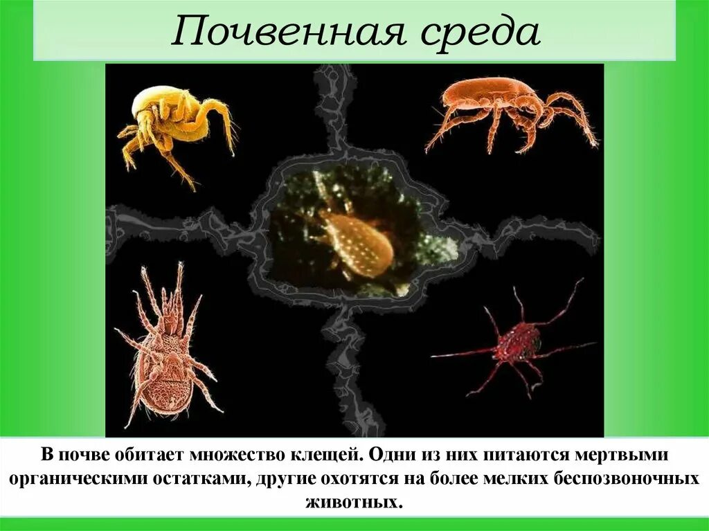 Организменная среда тест 5 класс. Членистоногие в организменной среде. Среда обитания беспозвоночных. Обитатели организменной среды. Клещ в организменной среде.