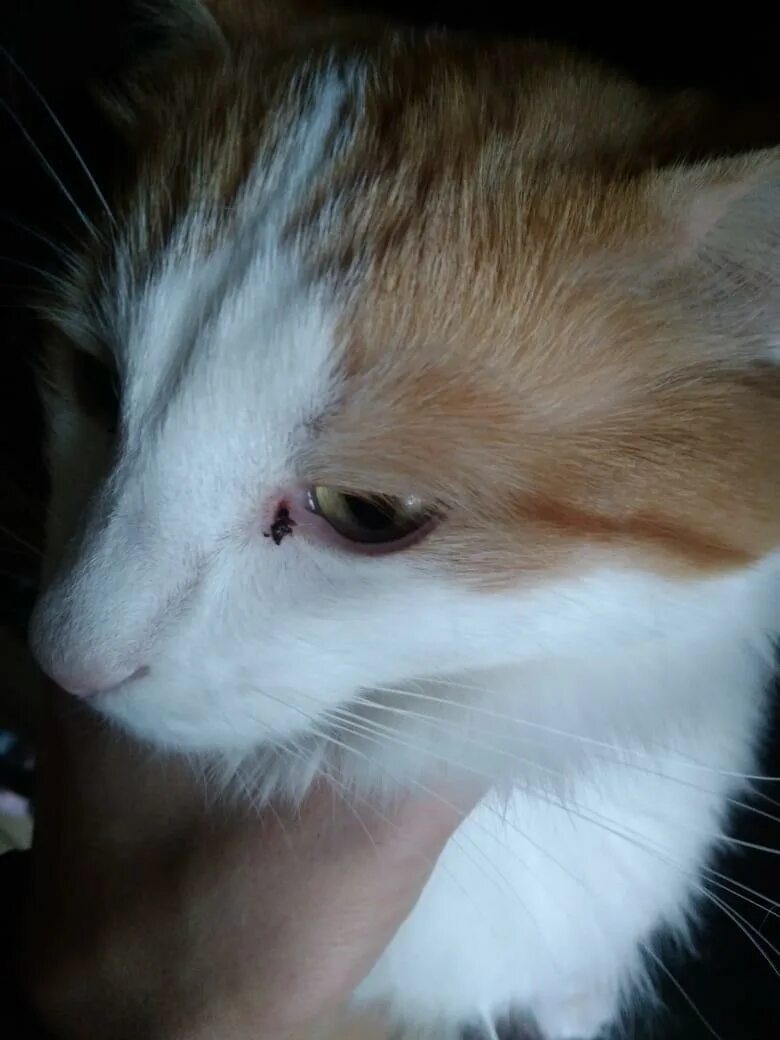 Пятно на глазу у кота. Коричневые корочки в уголках глаз у кота. черные корочки в уголках глаз у кота.
