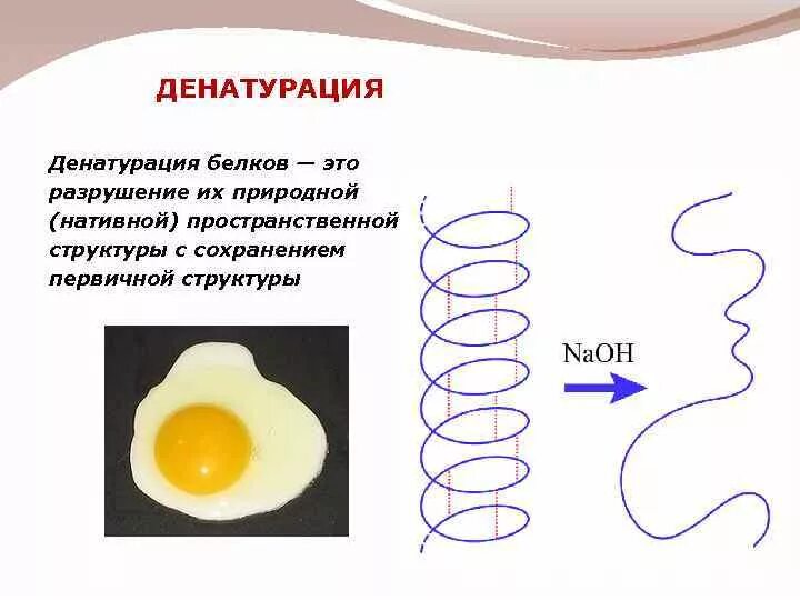 Процессы денатурации белка. Денатурация белков схема. Денатурация белка схема реакции. Процесс денатурации белка схема. Денатурация первичной структуры белка.