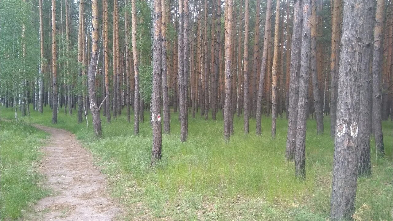 Воронежская область Теллермановский лес сосна. Сосновый лес Липецк. Хреновской Бор в Воронежской области. Хреновской Бор Бобровский район.