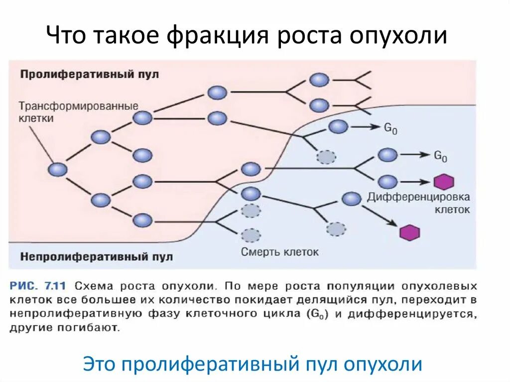 Опухолевый рост. Стадии опухолевого роста.