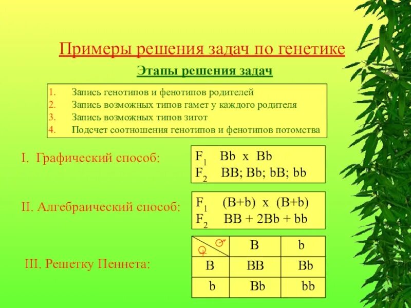 Задачи по генетике 10 класс с решениями. Задачи на генетику 9 класс биология. Задачи по генетике 9 класс биология с решением. Как решать решение генетических задач. Решение генетических задач по биологии.