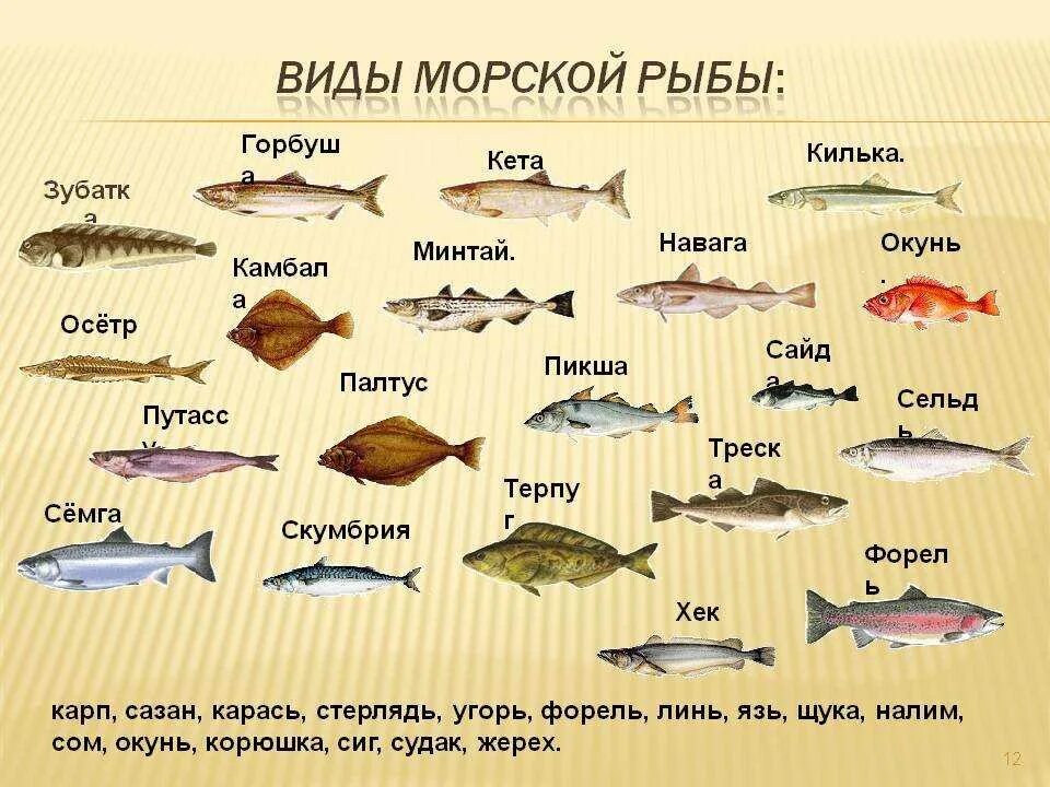 Какая рыба относится к морской