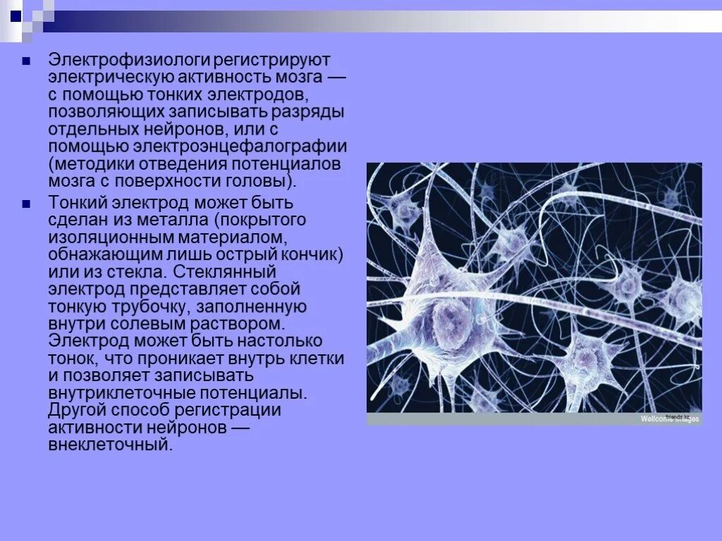 Электрическая активность клеток. Метод регистрации импульсной активности нервных клеток. Электрическая активность нейрона. Методы исследования нервных клеток. Импульсная активность нейронов.