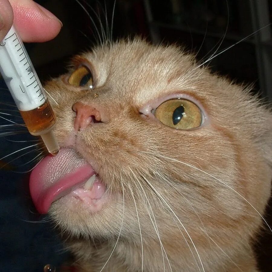 Поить форум. Валерьянка для кошек. Кот с лекарствами. Кот и валерьянка. Кот со шприцом.
