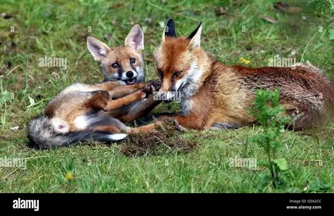Real fox