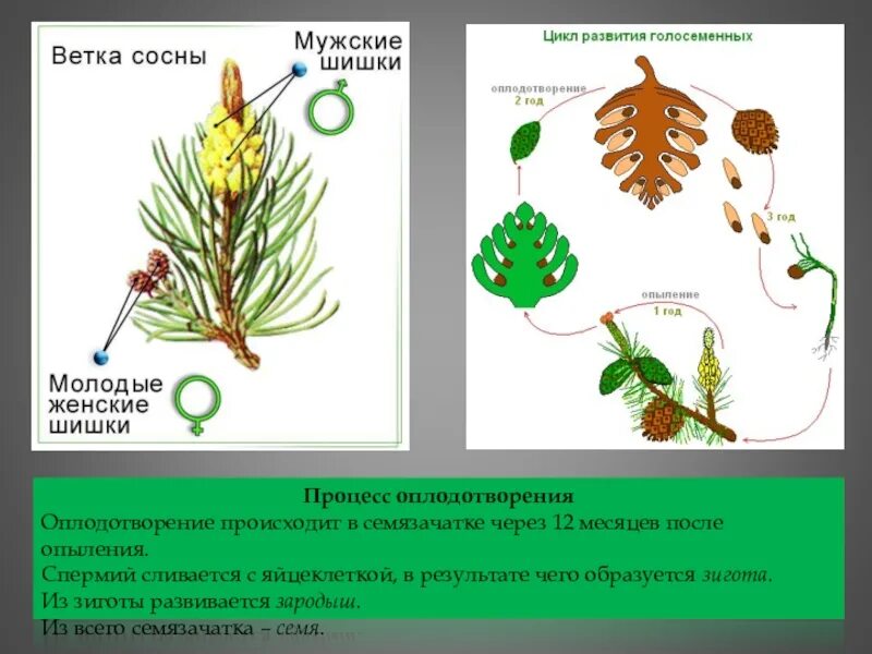 Процесс размножения голосеменных. Размножение голосеменных сосна. размножение голосеменных хвойных. размножение голосеменных растений схема. цикл развития голосеменных растений 6 класс биология.