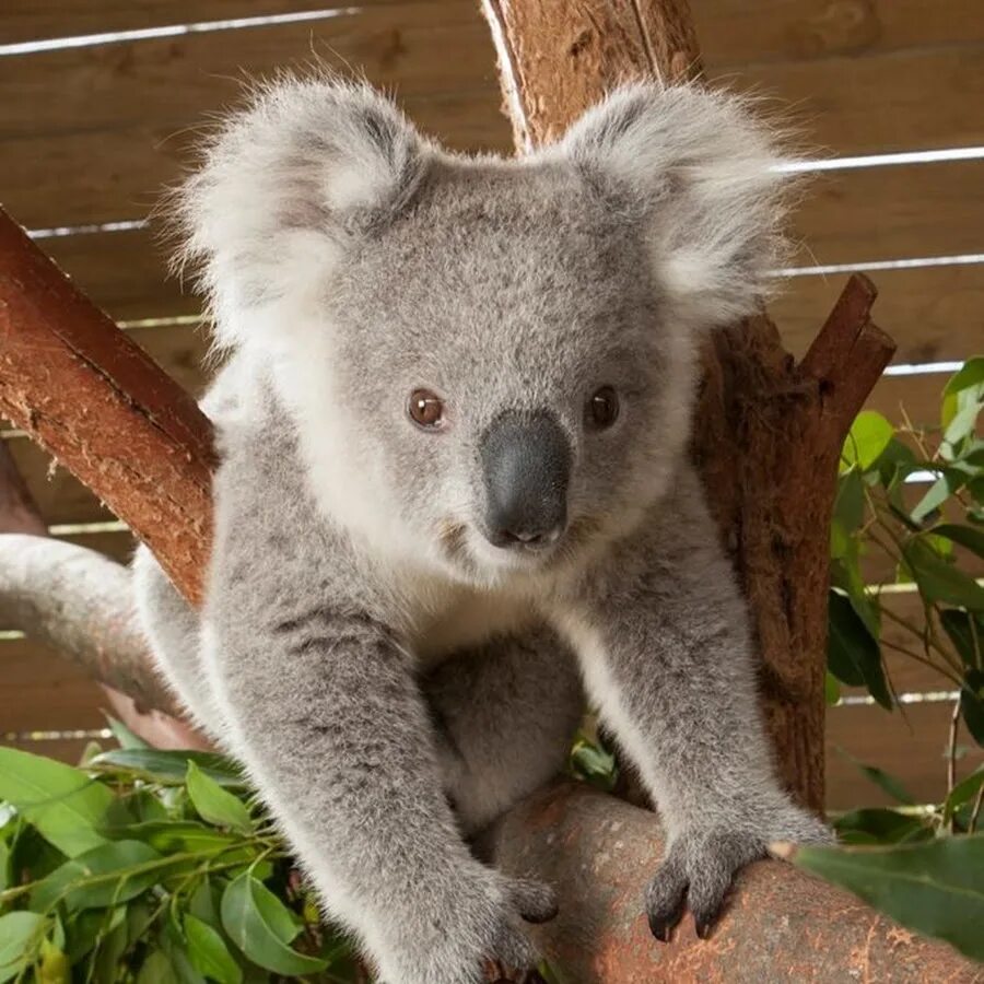 Коала Беби. Мишка коала. Аоаоала. Коала в Австралии.