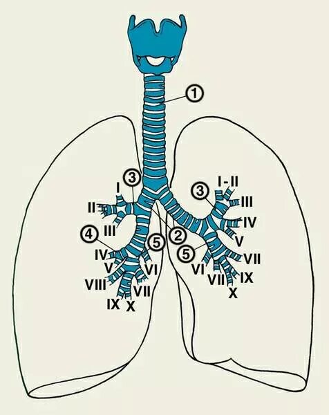 Став бронхит. Область бронхов. Рисунок бронхов и легких. Сегментарные бронхи. Трахея и бронхи.