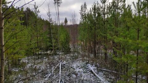Аренда лесов екатеринбург
