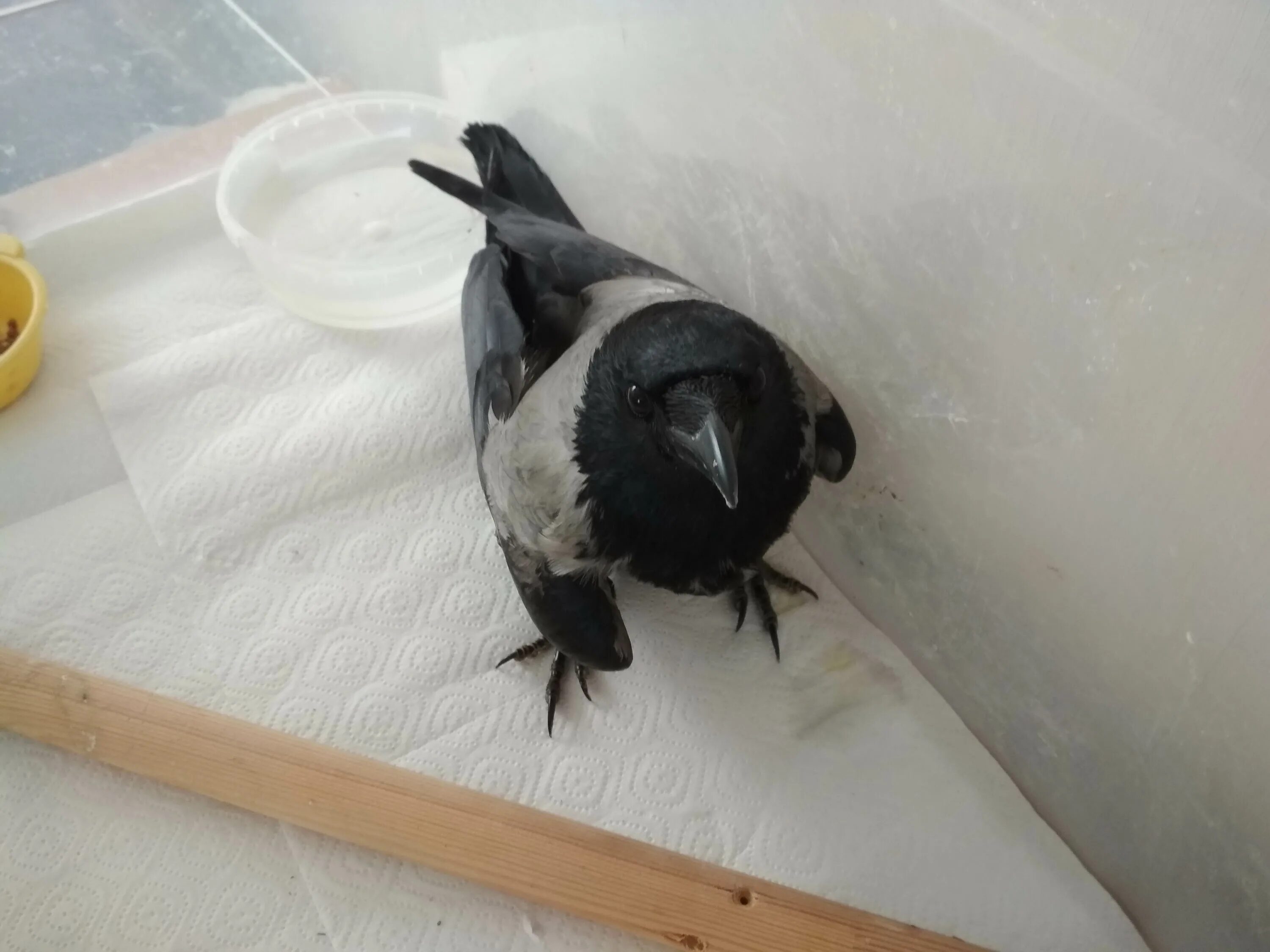 ворона со сломанным крылом