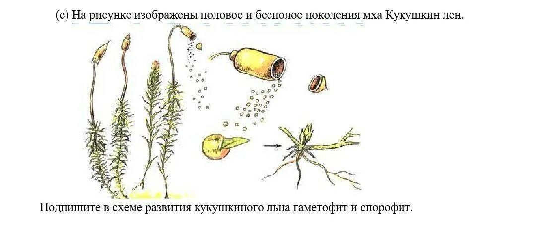 Рассмотрите изображения кукушкин лен ламинария баклажан. Бесполое поколение у Кукушкина льна. Кукушкин лен спорофит и гаметофит. Кукушкин лен спорофит. Споры внутри коробочки Кукушкина льна.