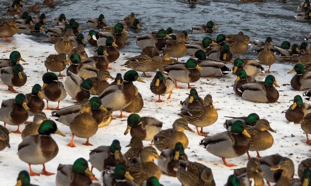 Утки много уток. Две утки. Много уток. Толпа уток. Два селезня.