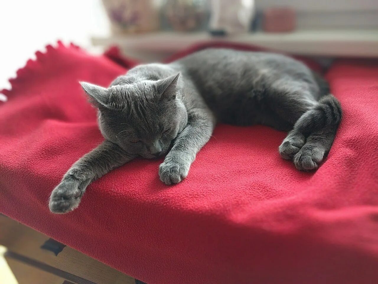 Спящий серый кот. Голубой британец кот. британская короткошёрстная кошка. шотландская кошка прямоухая.