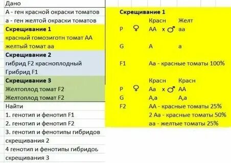 У томатов круглая форма плодов доминирует