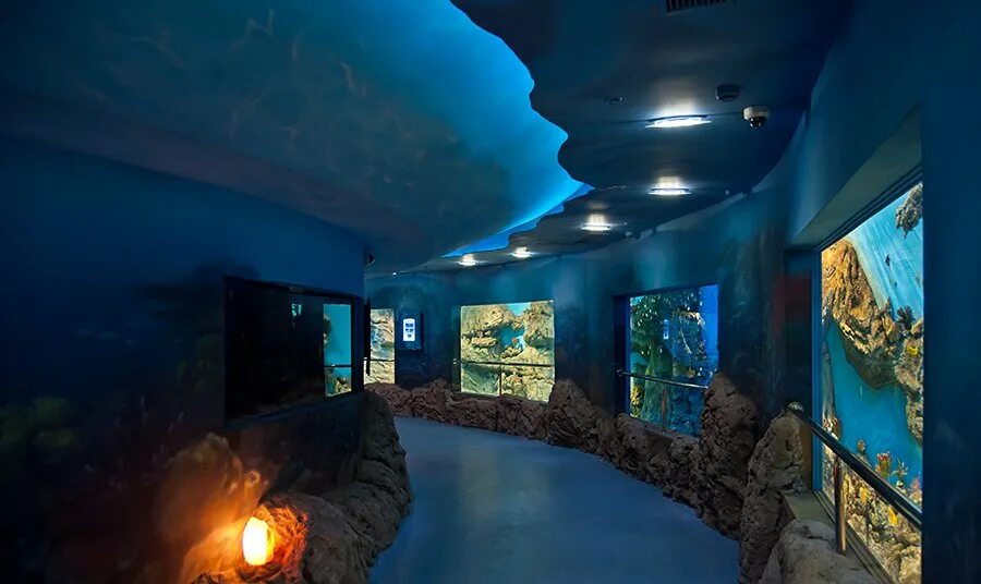 Океанариум дмитровское ш 163а москва фото. Океанариум дмитровское шоссе 163. Тц рио дмитровское шоссе океанариум. Крокус сити океанариум москва. Океанариум 1 дмитровское ш.