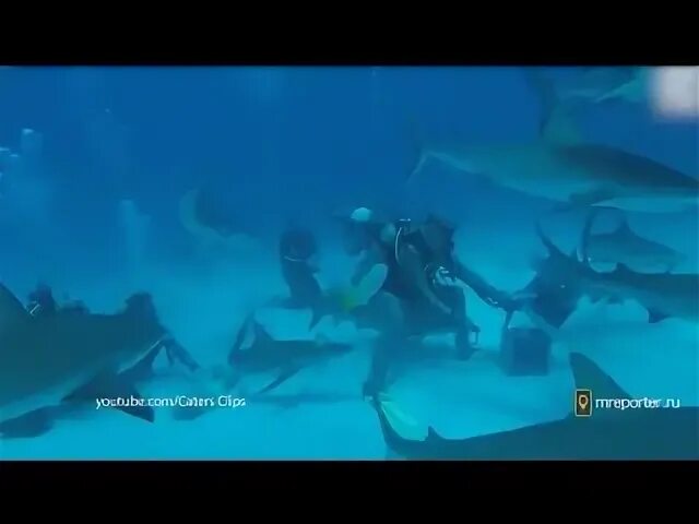 Дайвер в стае рыб. Шармаль Шейх нападение акул 2011 год.