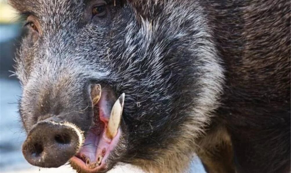 зубы кабанов