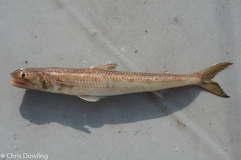 Saurida undosquamis (Richardson, 1848)