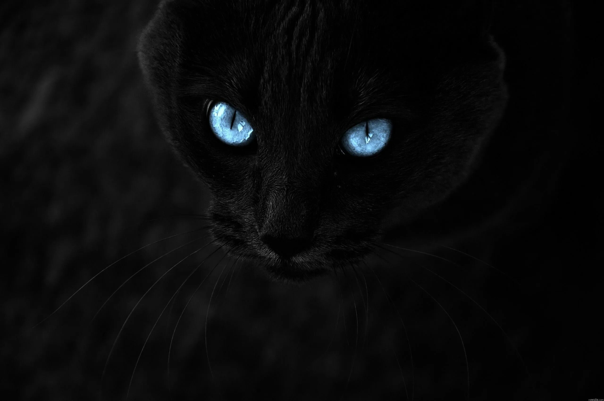 Темно жалкий. Чёрная кошка с голубыми глазами. Чёрный кот с синими глазами. Черный кот с голубыми глазами. Чёрная кошка с синими глазами.
