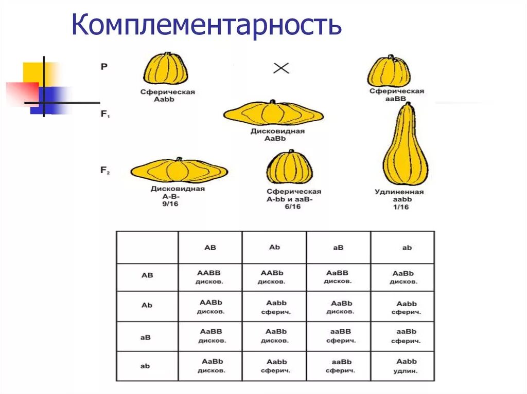 Комплементарный принцип