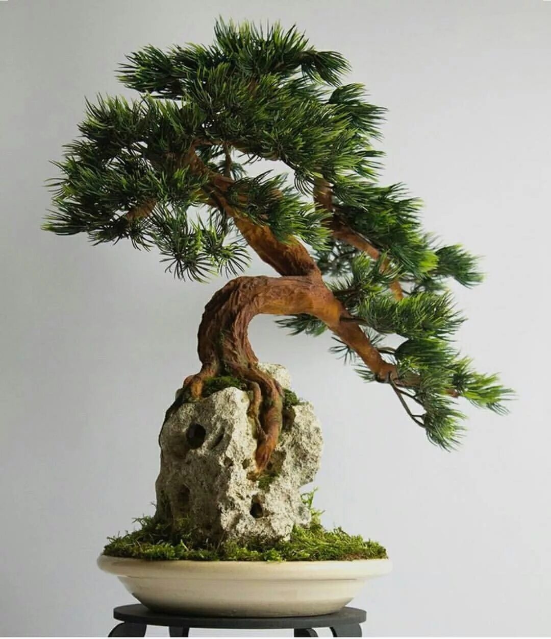 Хвойный бонсай. Бонсай. Bonsai дерево. Бонсай Nejikan. Япония сосны бонсай.