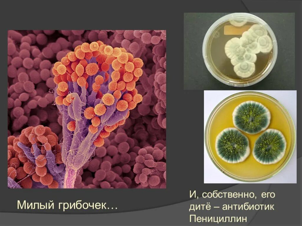 Клон в микробиологии это