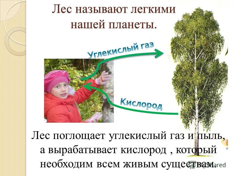 Растения легкие нашей планеты. Презентация о лесе для начальной школы. Название всех лесов. Почему лес называется. Деревья которые выделяют много кислорода.