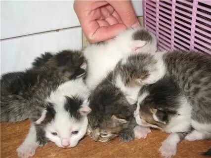 Эволюция котят 1