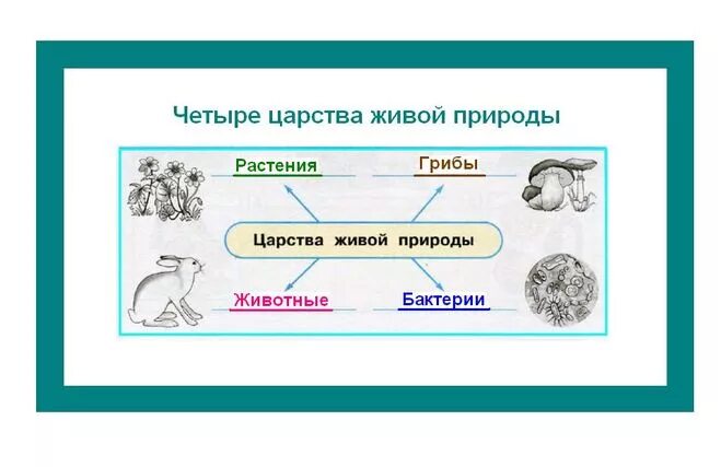 Сколько на земле существует царств природы. Царства живой природы 2 класс схема. Название Царств природы. Окружающий мир царства природы.