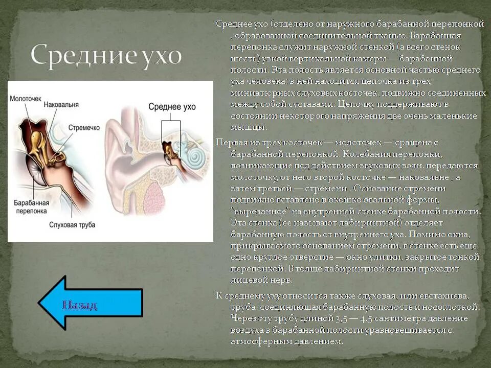 Средняя ухо. Барабанная перепонка отделяет наружное ухо от. Среднеу Хо. Среднее ухо барабанная перепонка. Евстахиева труба внутреннее ухо