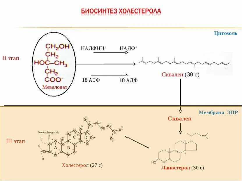 Ферменты холестерина. Синтез холестерина схема. Синтез холестерола 2 этап. Синтез холестерина АТФ. Холестерол биохимия Синтез.