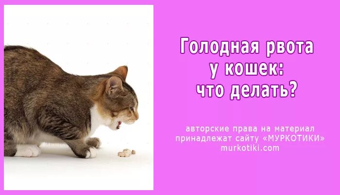 Тошнит когда голодная. Кошку тошнит. Кошку рвет.