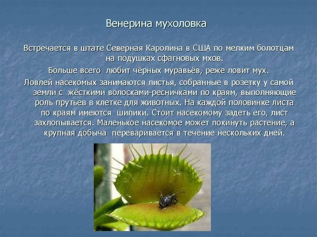 Сообщение по биологии на тему растения. Венерина мухоловка. хищные растения венерина мухоловка рассказ. приспособленность венериной мухоловки. доклад о растении венерина мухоловка.