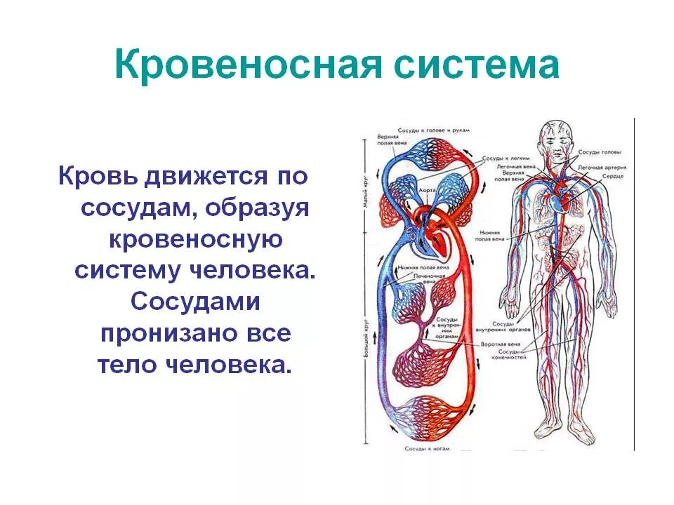 Перечисли органы кровообращения. Строение кровяной системы человека. Система кровообращения человека схема 3 класс. Кровеносная система схема 3 класс. Строение кровеносной системы системы.