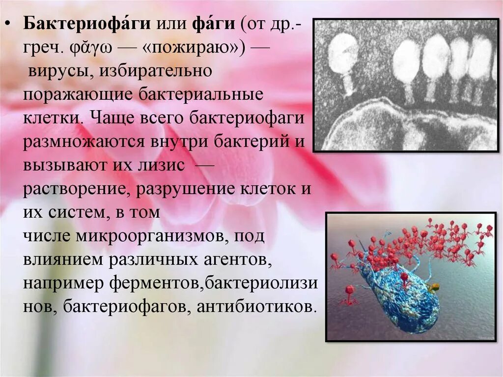 Вирус поражающий бактерии. Лизис бактерий это. лизис бактерий фагами. лизис клеток это. лизис клеток вирусами.