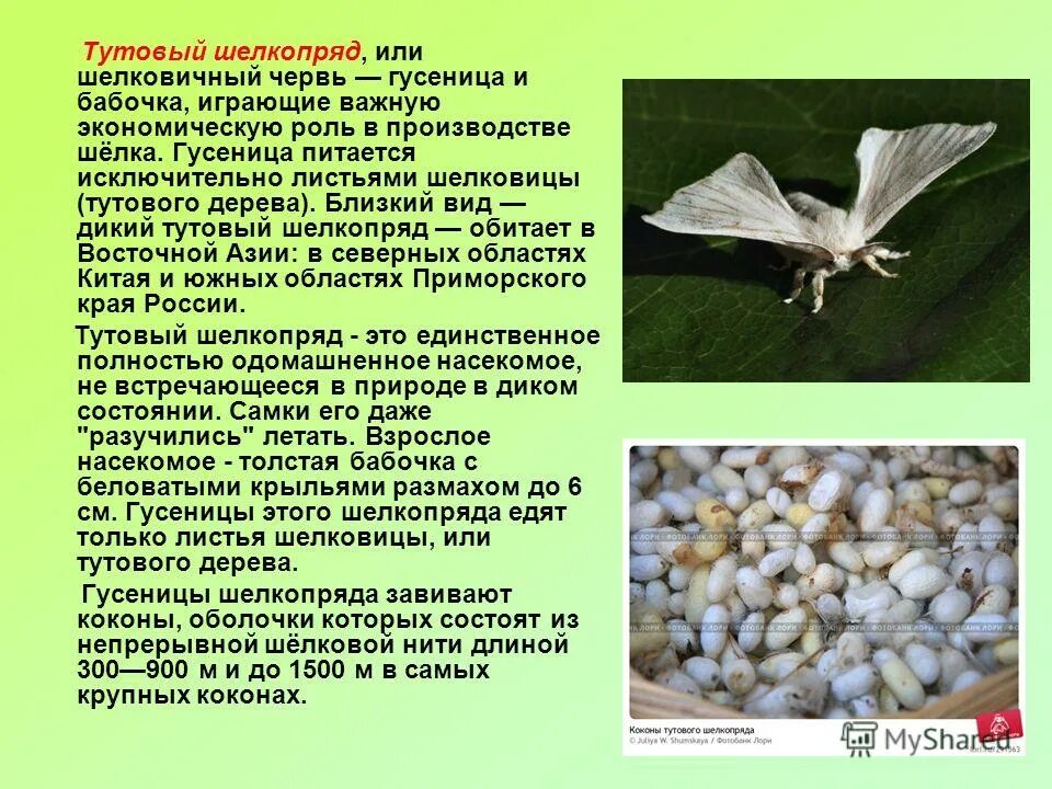 Определите тип развития тутовый шелкопряд. Тутовый шелкопряд 6 класс. тутовый шелкопряд гусеница шелк. тутовый шелкопряд характеристика. тутовый шелкопряд дикий предок.