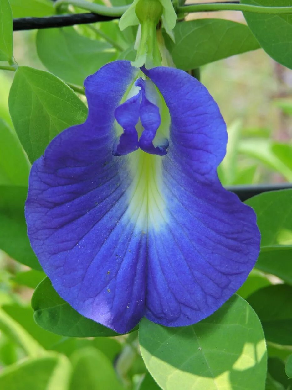 Клитория голубая. Clitoria ternatea. Клитория трехлистная. Клитория тройчатая. Клитория это