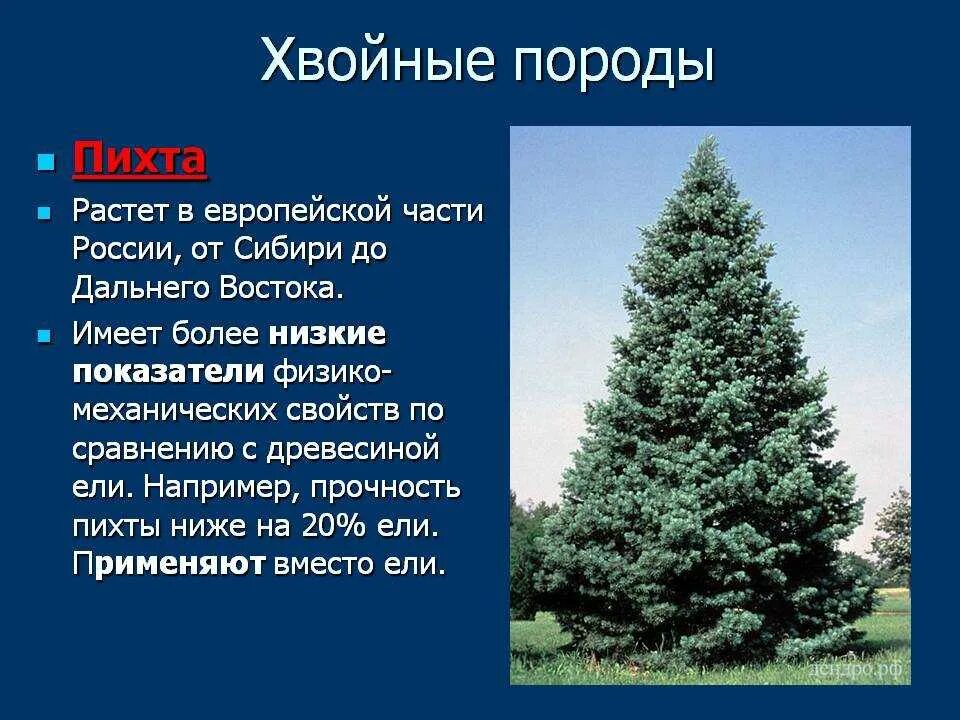 К хвойным породам относятся породы. Хвойные породы. Сообщение о пихте. Пихта описание. Виды хвойных.