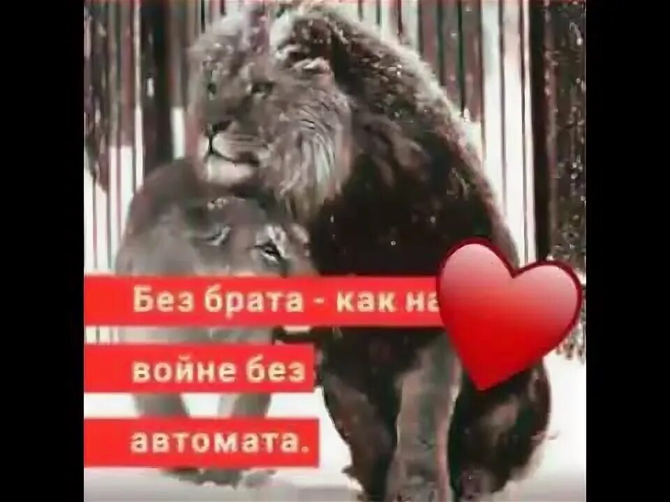 Месяц без брата