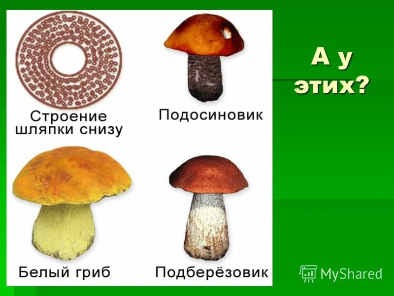 классификация грибов шляпочные пластинчатые трубчатые. группы грибов шляпочные трубчатые. группы шляпочных грибов. по строению грибы бывают. классификация шляпочных грибов.